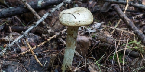 Oiler siva: fotografija i opis, koristi i štete